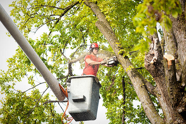 Best Tree Removal  in Harrisville, PA